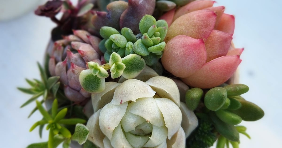 色とりどりの多肉植物の寄せ植え