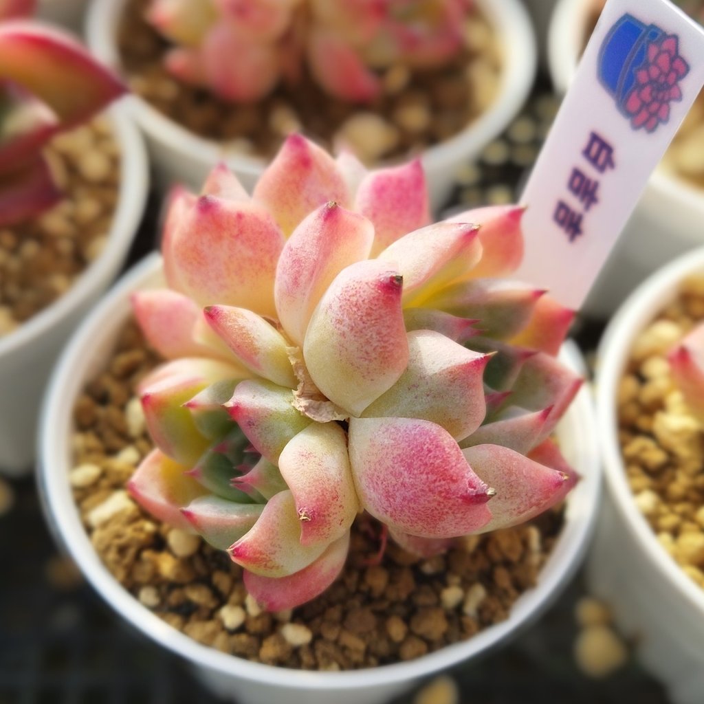 淡いピンクとグリーンの多肉植物