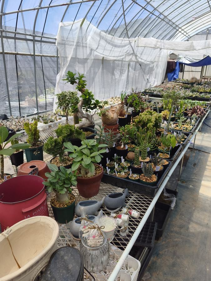 多肉植物 2