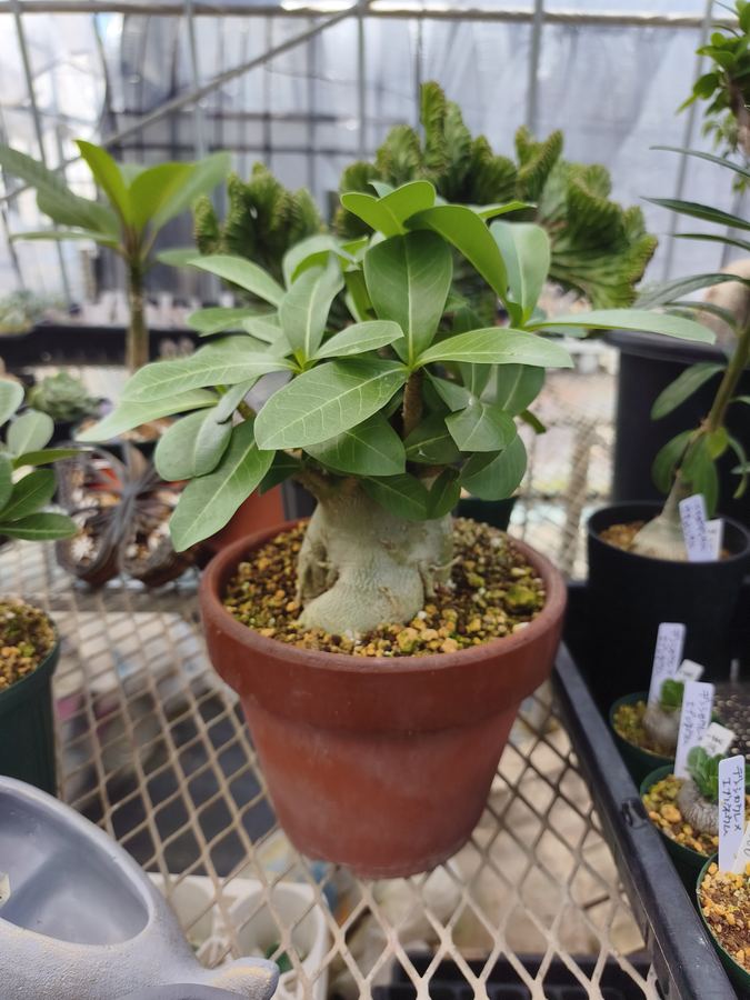 多肉植物 3