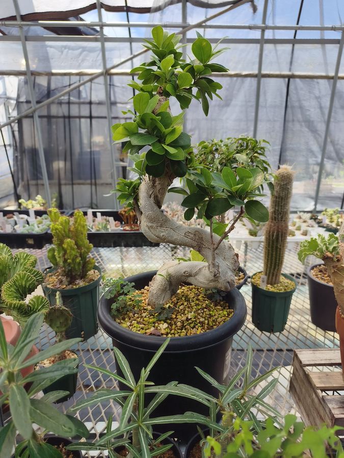 多肉植物 4