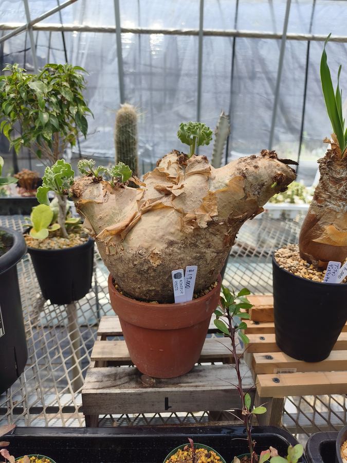 多肉植物 5