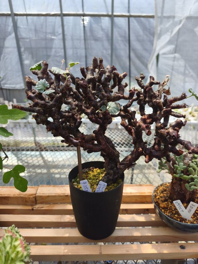 多肉植物 7