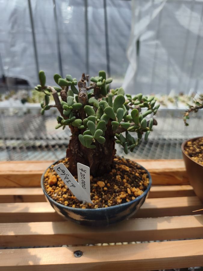 多肉植物 8