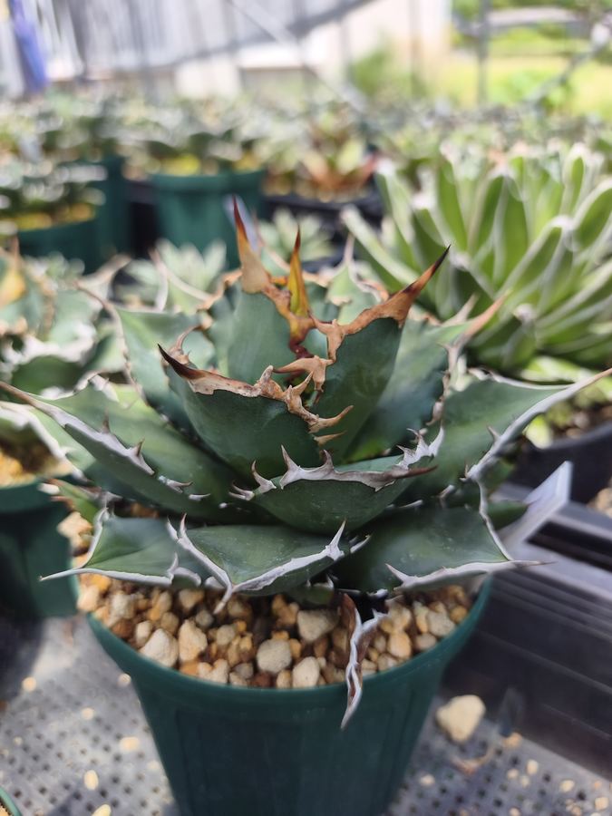 特徴的な葉を持つ多肉植物