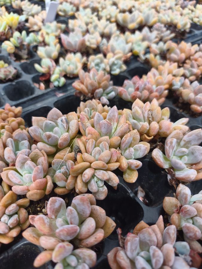 色とりどりの多肉植物