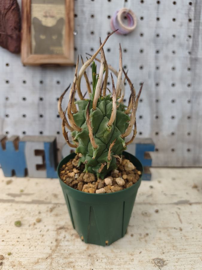 多肉植物 10