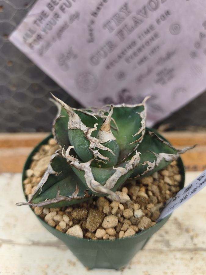 多肉植物 11