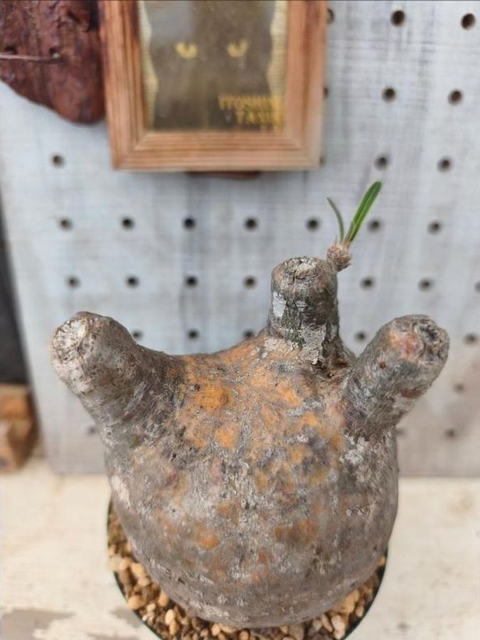 糸島多肉Labで育つ多肉植物